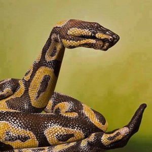 10257675_853473578026558_1723236911992674406_n