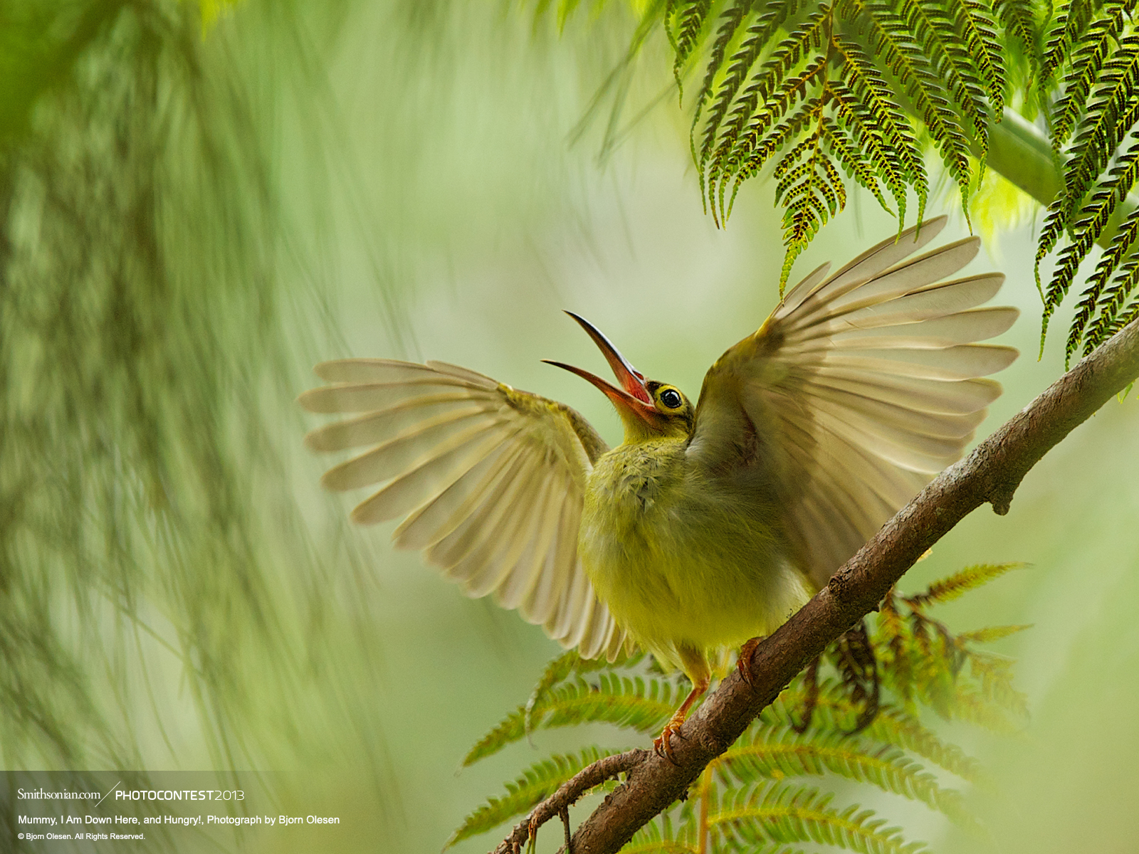 1600x1200-Natural-World-Spectacled-Spiderhunter