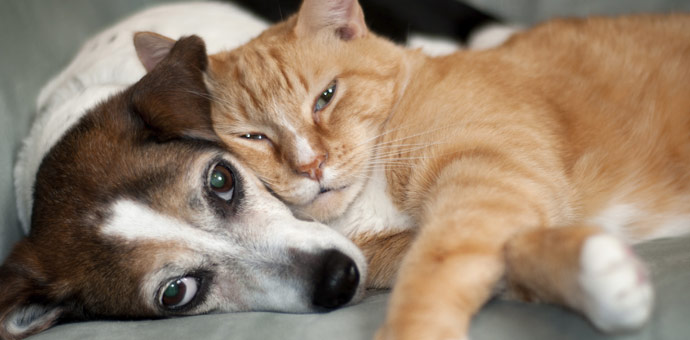 Dog-and-cat