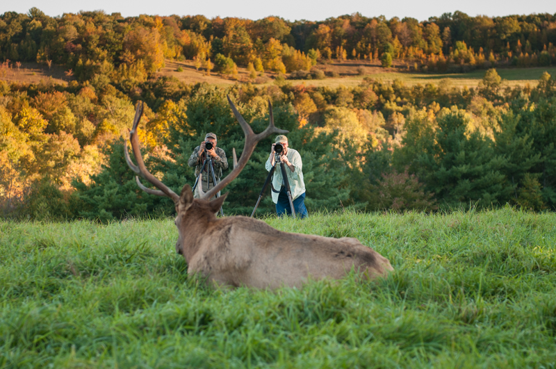 Rusa besar di hutan luas